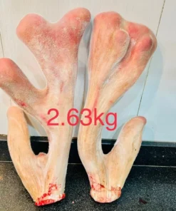 Cặp nhung hươu khủng 2,63kg (Liên Hệ Tư Vấn)