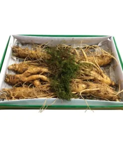 Nhân Sâm Tươi Hàn Quốc 7 Củ/kg - Hàng Đẹp Đủ Tuổi