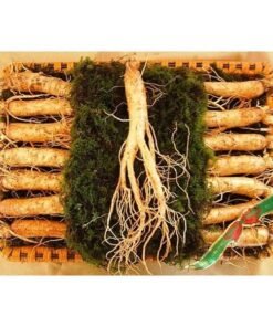 Nhân Sâm Tươi Hàn Quốc 14 Củ/kg - Hàng Đẹp Đủ Tuổi