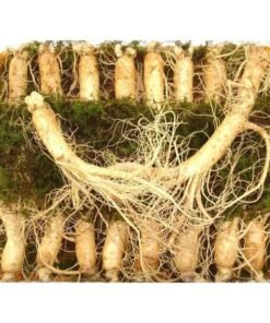 Nhân Sâm Tươi Hàn Quốc 16 - 18 Củ/kg - Hàng Đẹp Đủ Tuổi